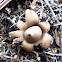 Earth Star