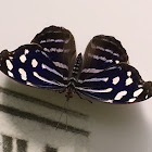 Mariposa bufón