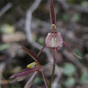 Gnat Orchid