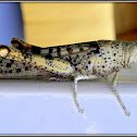 Spur-throated locust