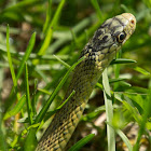 Eastern Garter Snake