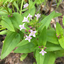 Woodland Bluet