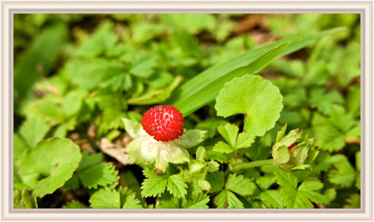 mock strawberry 蛇莓