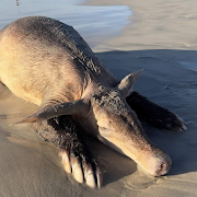 A dead female adult aardvark washed up on Milnerton beach in Cape Town.