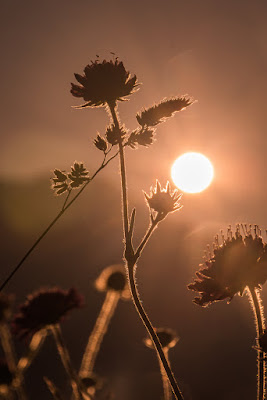 Un benvenuto al sole di Eli2019