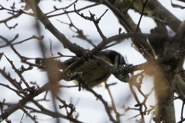 Blue Tit