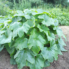 Acorn Squash