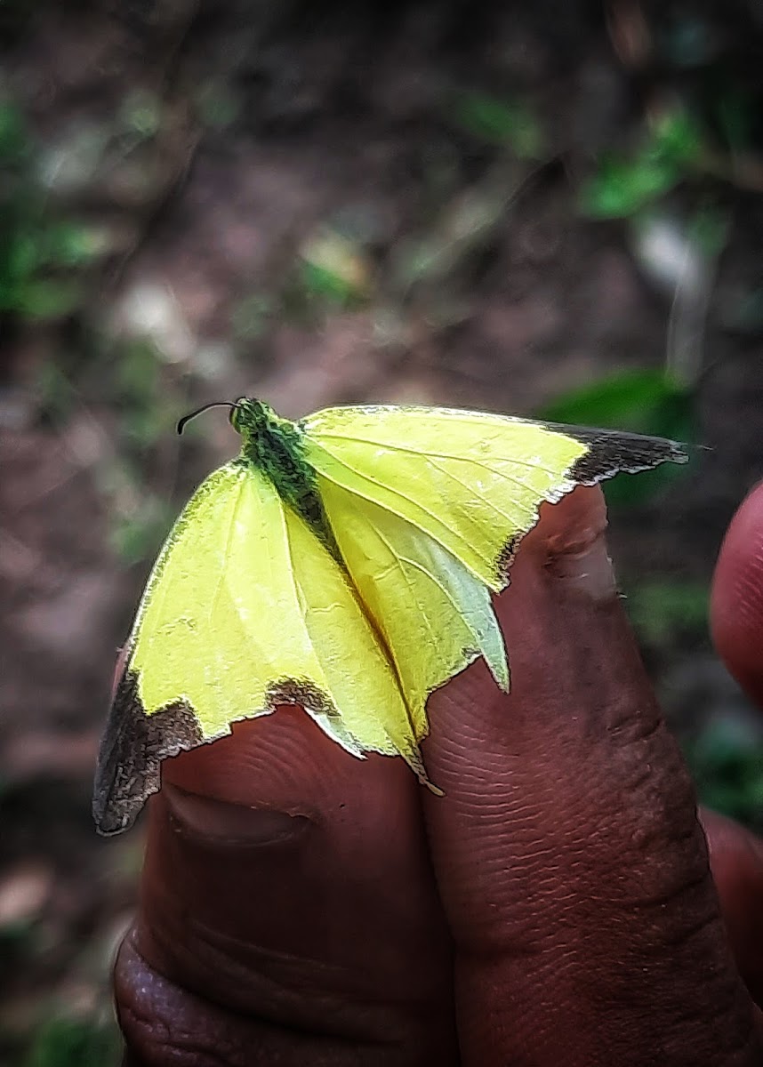 Common Grass Yellow