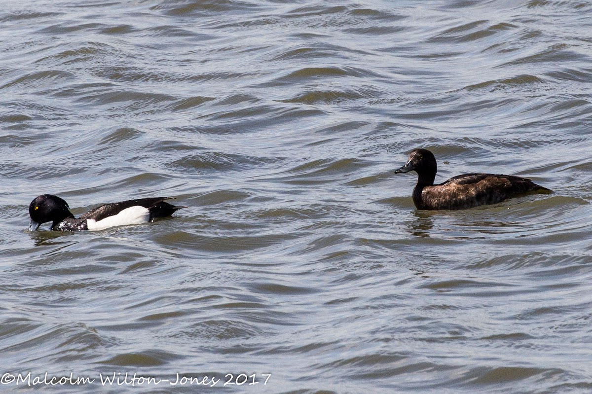 Tufted Duck