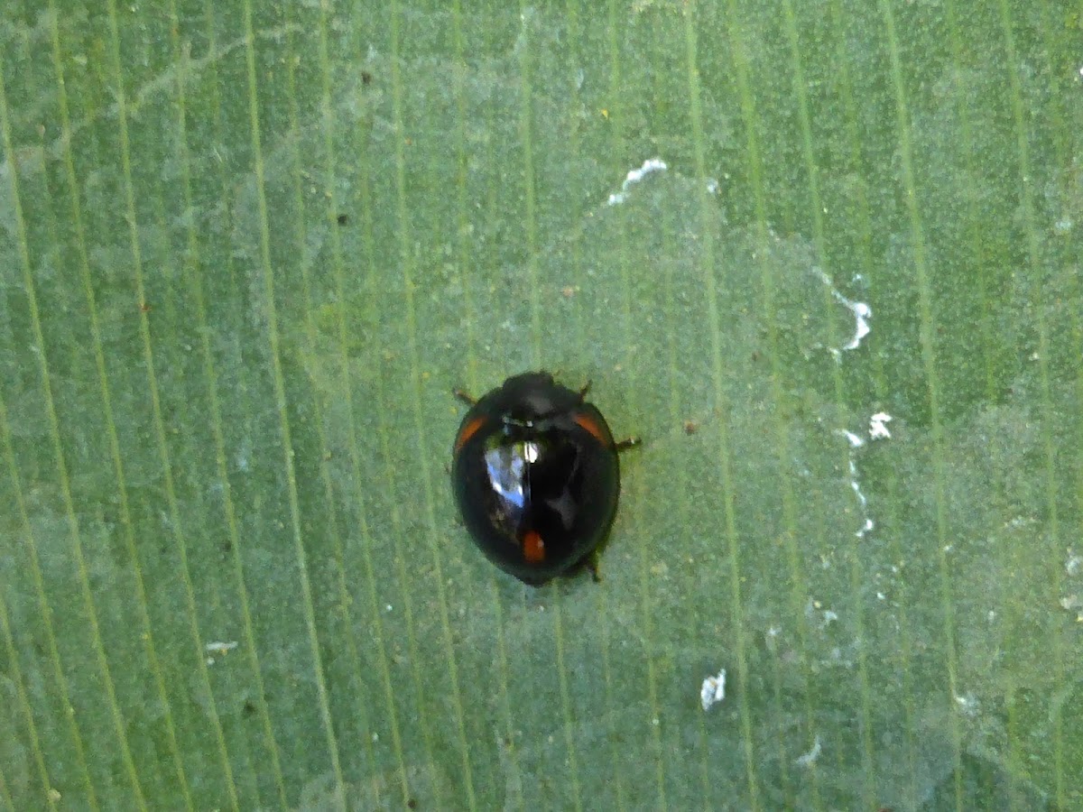 Three-spotted Lady Beetle