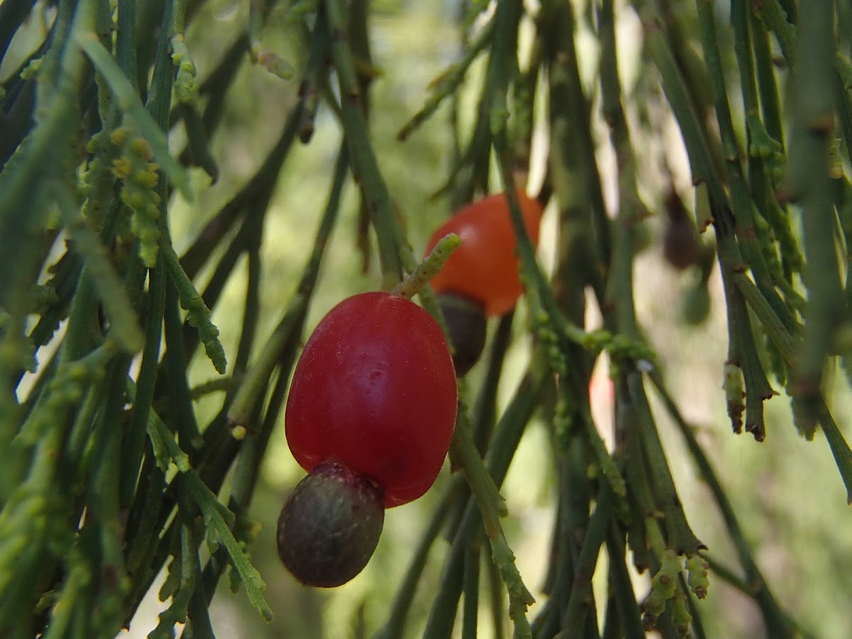 Cherry ballart