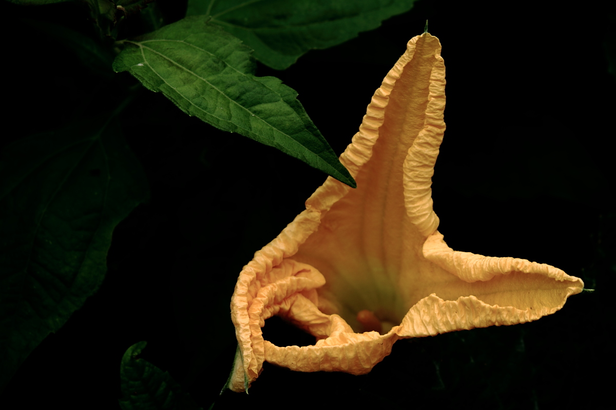 Pumpkin (Male flower)