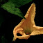 Pumpkin (Male flower)