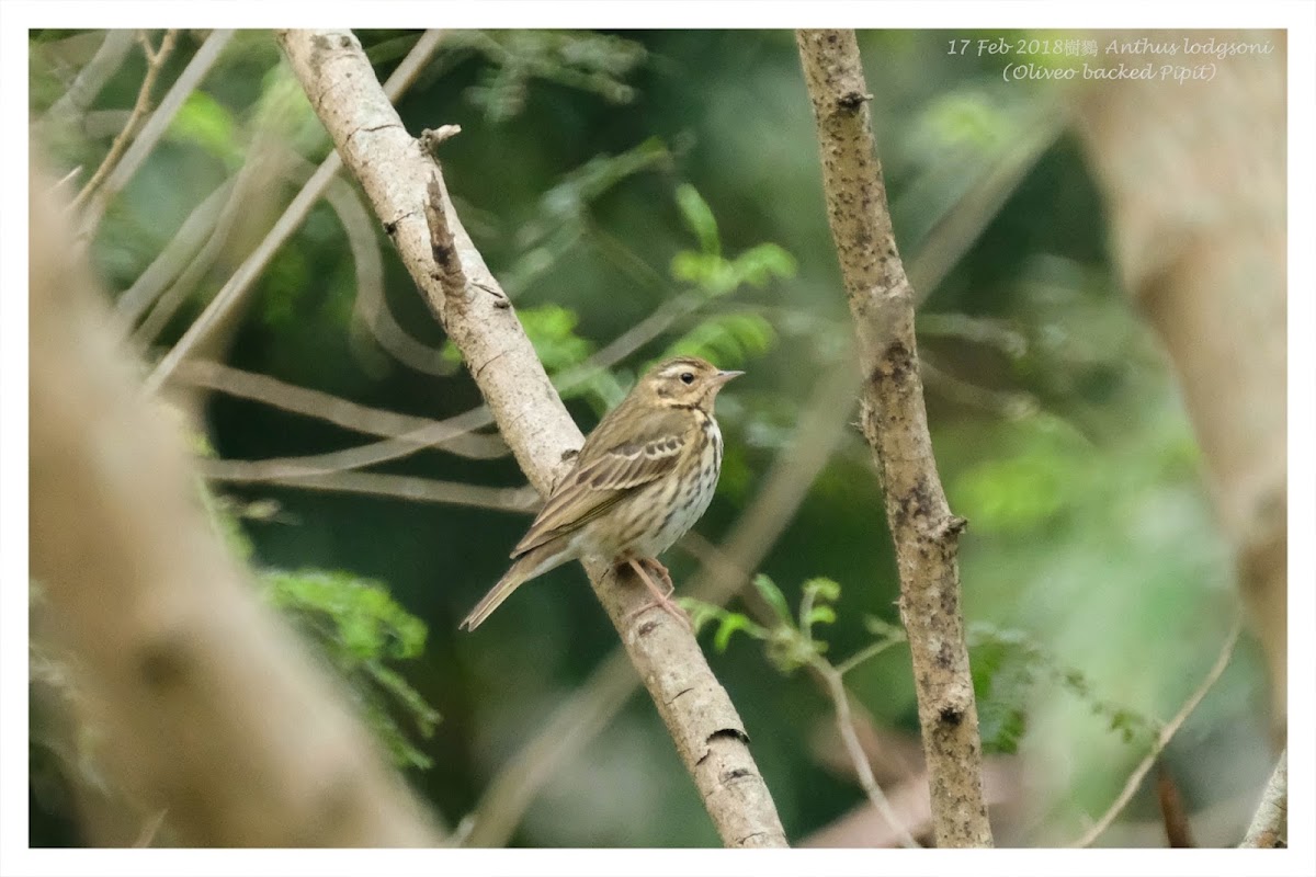Oliveo backed Pipit 樹鷚