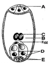 The Carpel (Megasporophyll) and the Ovule (Megasporangium)