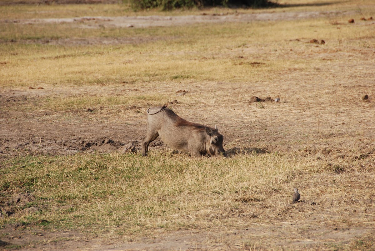 Common Warthog