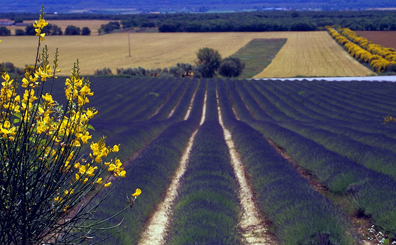 Laggiù tra i filari di lavanda di benny48