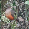 Rufous-bellied Thrush