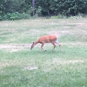 Whitetail Deer