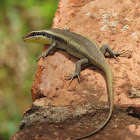 African striped skink