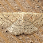 Scopula moth