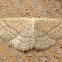 Scopula moth