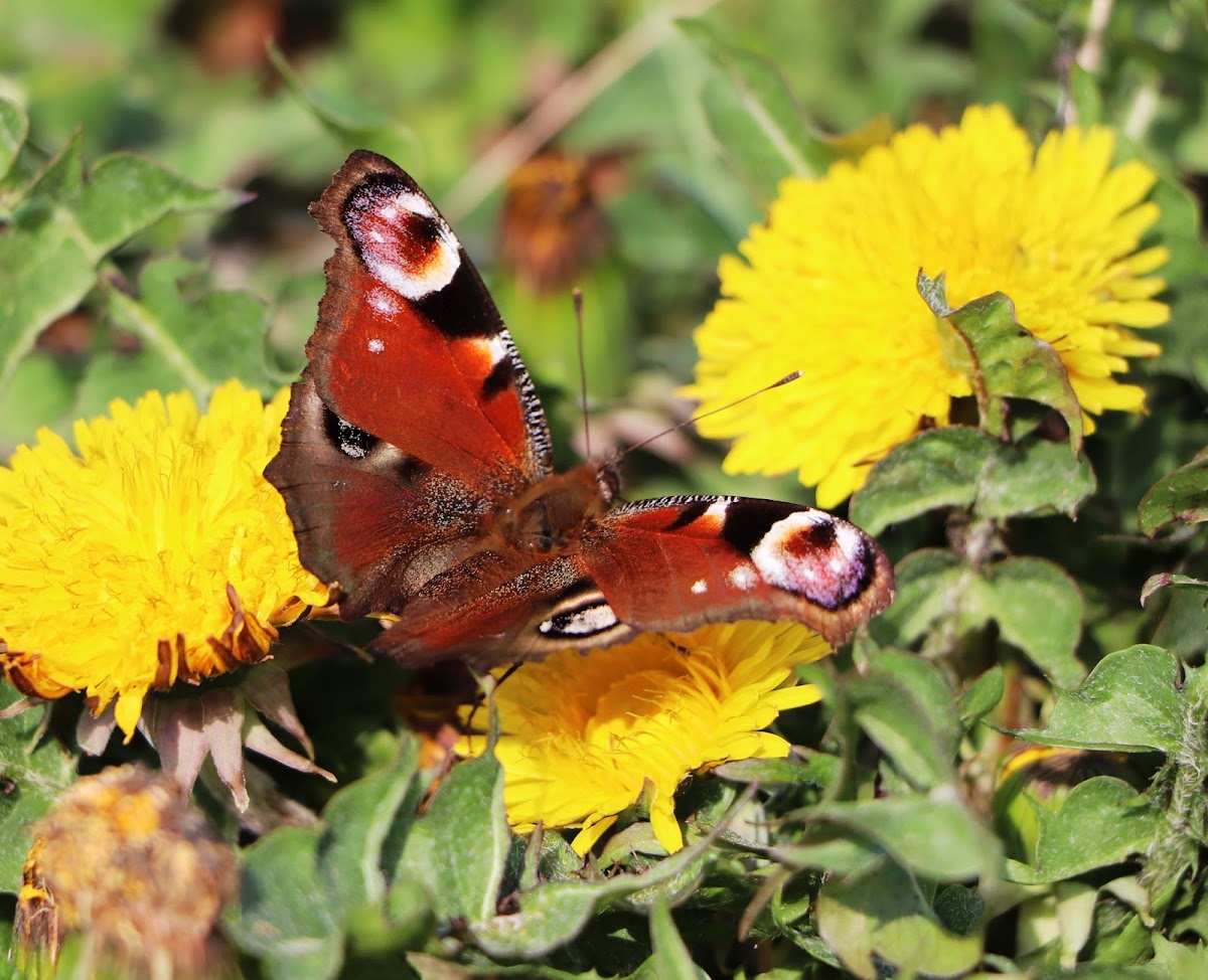 European peacock