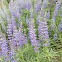 Bingen Lupine