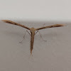 Morning-glory plume moth