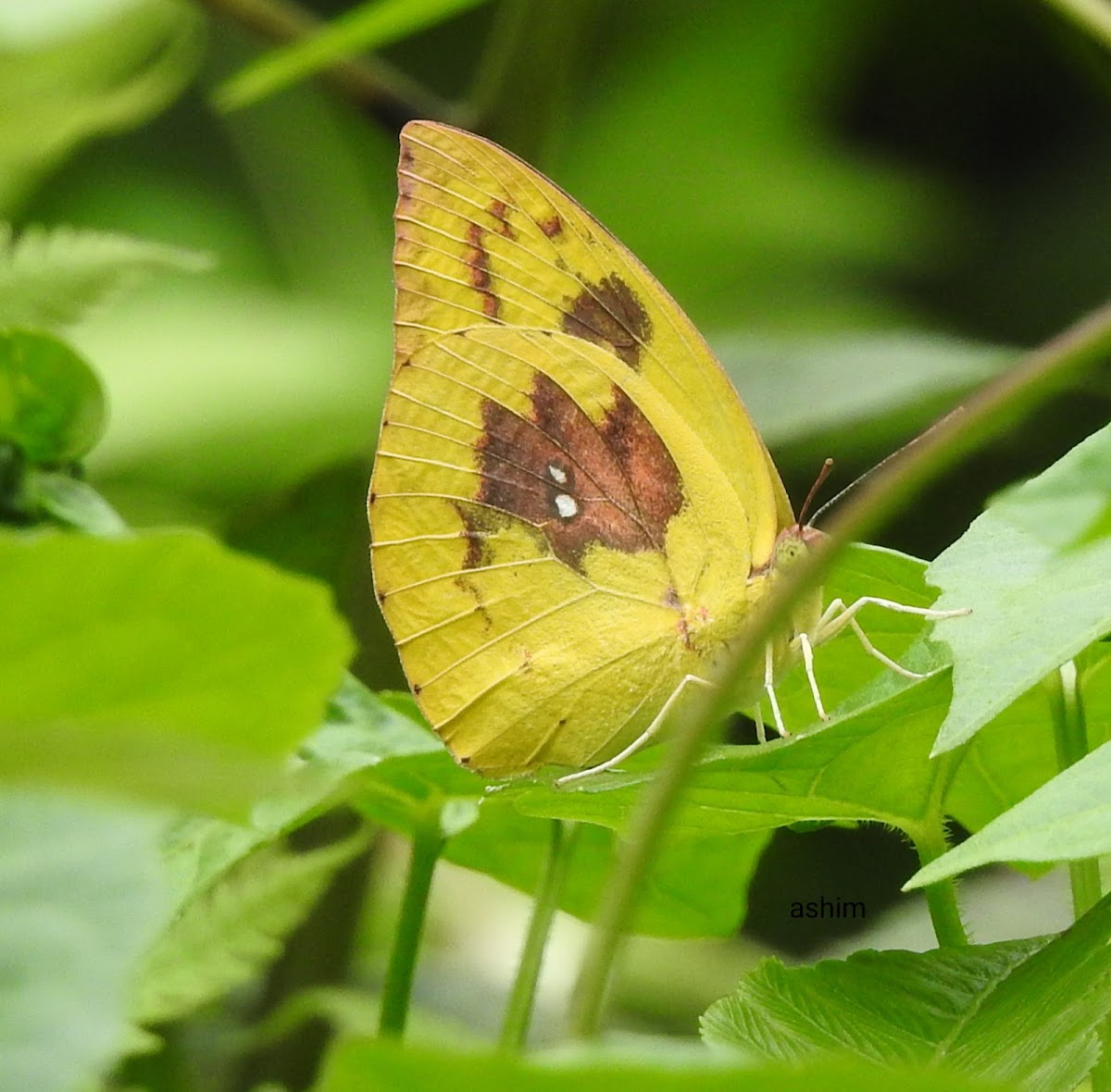 Common Emigrant, female