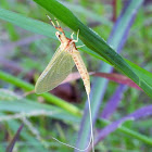 Giant mayfly