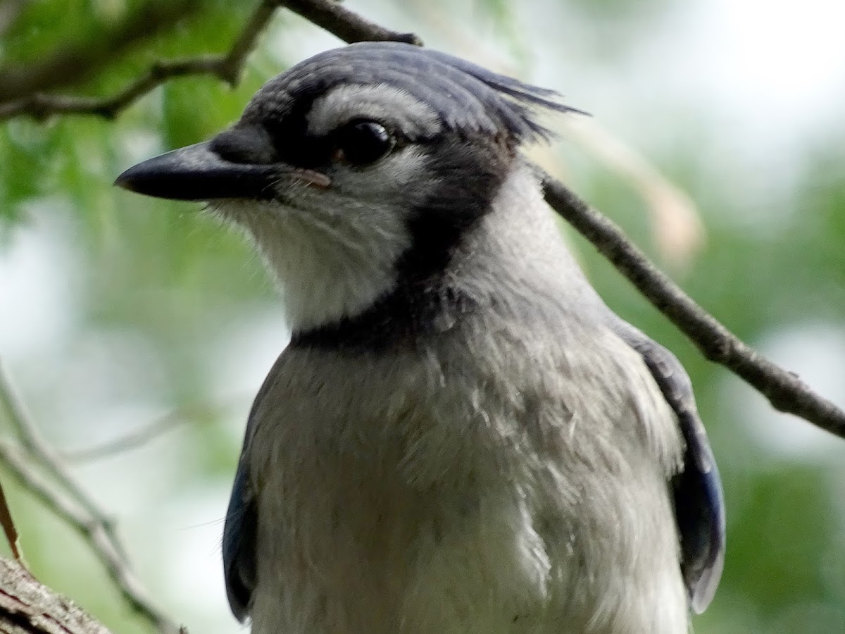 Blue Jay