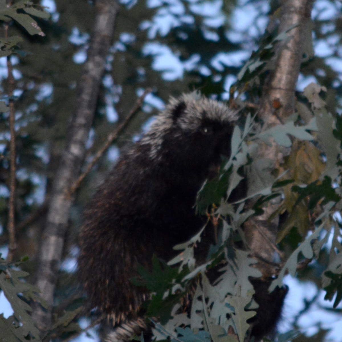 North American Porcupine