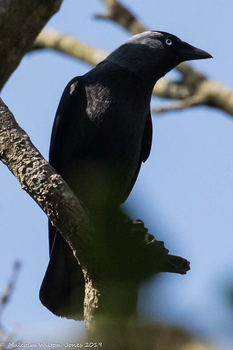 Jackdaw