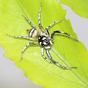 Jumping Spider