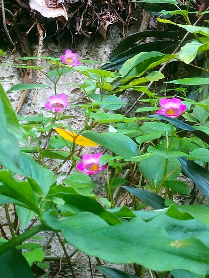 Impatiens cardiophylla