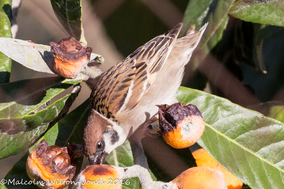 Tree Sparrow; Gorrión Molinero