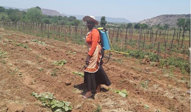 Nonhlanhla Ndlovu works on a small-scale farm in Msinga, KwaZulu-Natal.