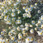 Thread-leaf fleabane