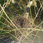 Woodpigeon nest