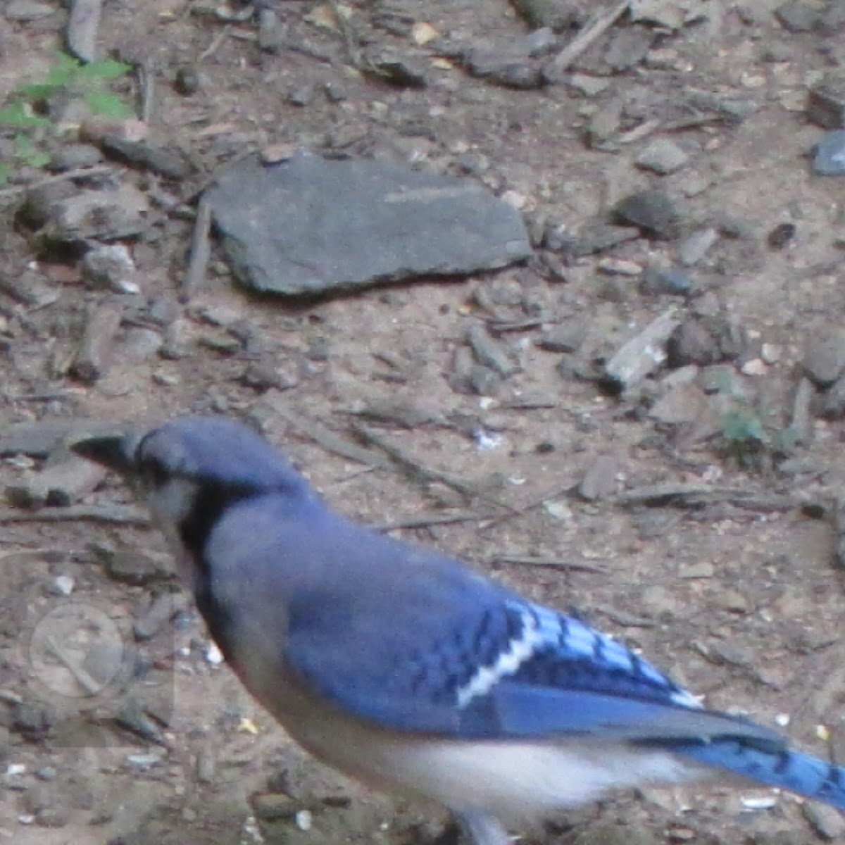 Blue Jay