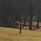 Red-Tailed Hawk