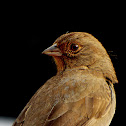 California Towhee