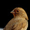 California Towhee