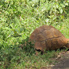 African spurred tortoise