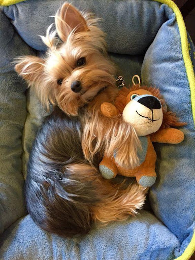 Yorkshire Terrier Puppies Wallpapers