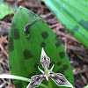 California Fetid Adder's Tongue