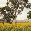 Trees in flower fields