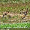 White-faced Whistling-Duck