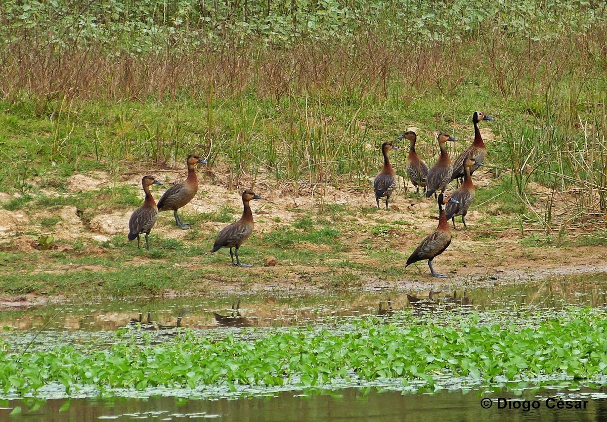 White-faced Whistling-Duck